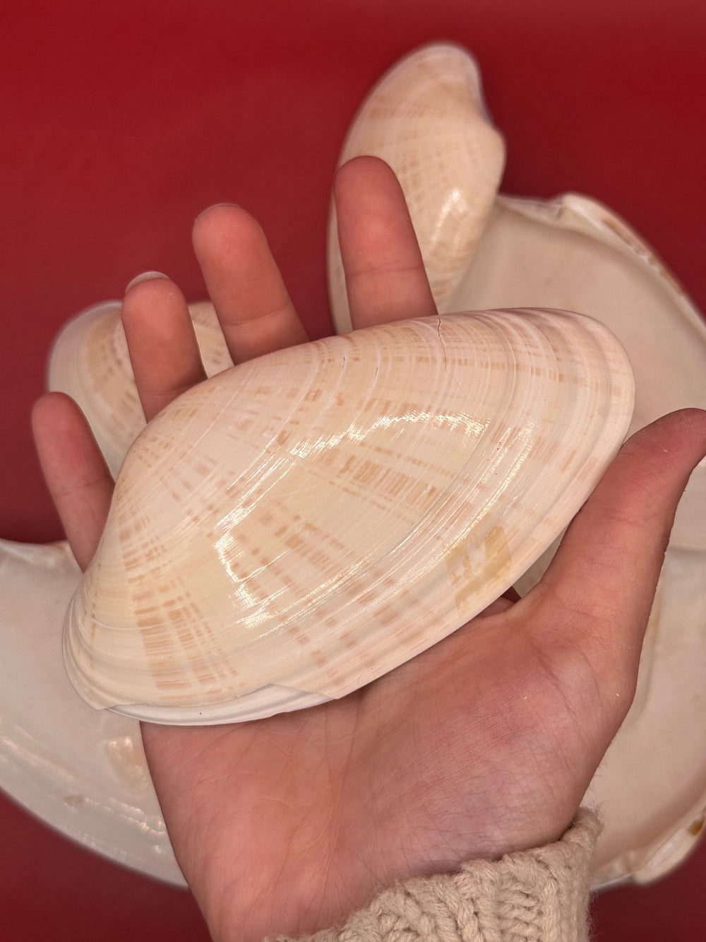 Bulk Sunray Venus Clam Halves with natural cream and tan striping for crafting and decoupage