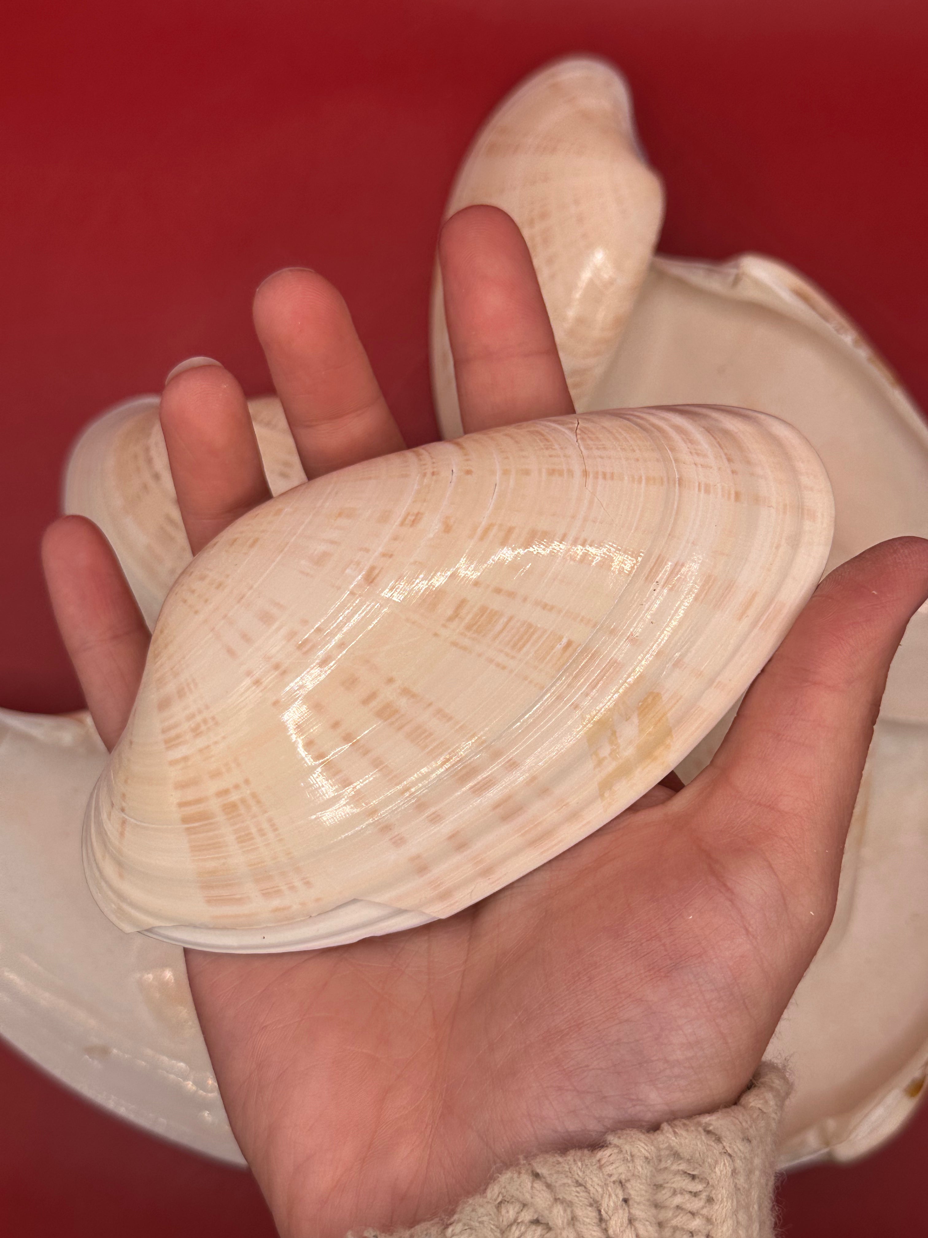 Bulk Sunray Venus Clam Halves with natural cream and tan striping for crafting and decoupage