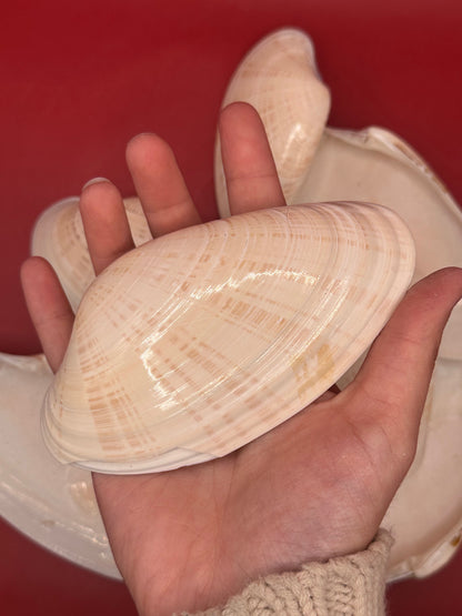 Bulk Sunray Venus Clam Halves with natural cream and tan striping for crafting and decoupage