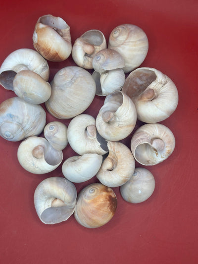 Beach collected Whale’s Eye Moon Snail shells in natural cream, tan, and brown tones