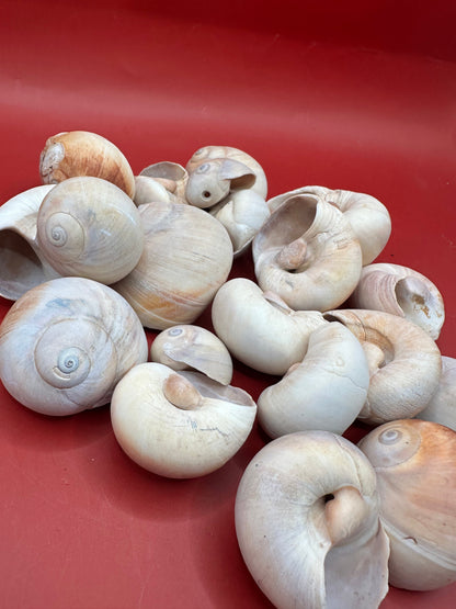 Beach collected Whale’s Eye Moon Snail shells in natural cream, tan, and brown tones