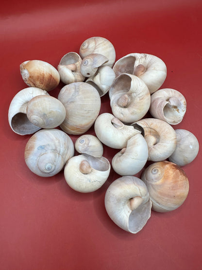 Beach collected Whale’s Eye Moon Snail shells in natural cream, tan, and brown tones