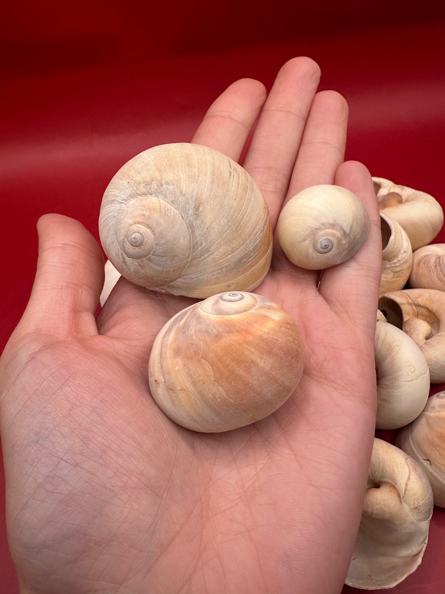 Beach collected Whale’s Eye Moon Snail shells in natural cream, tan, and brown tones