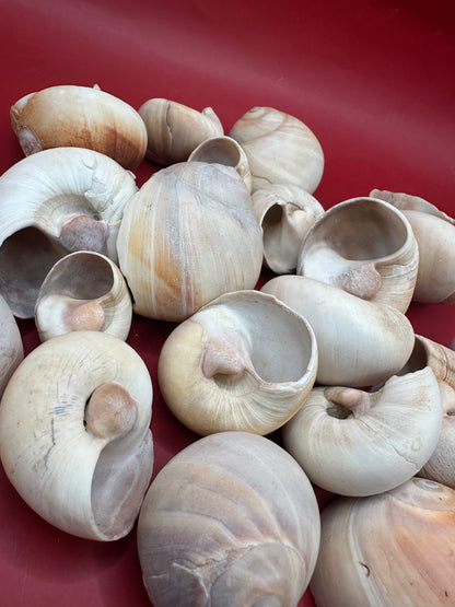 Beach collected Whale’s Eye Moon Snail shells in natural cream, tan, and brown tones