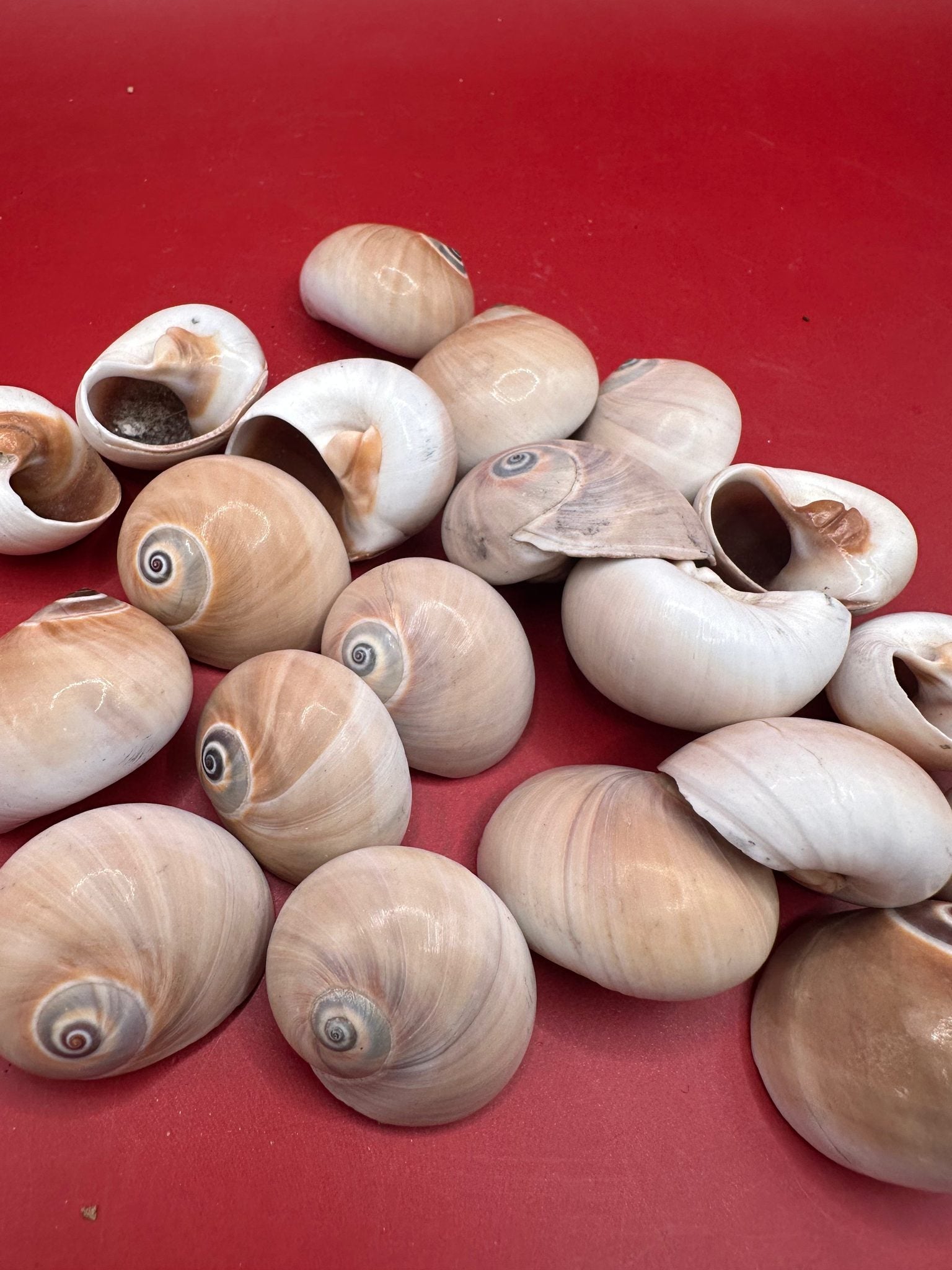 Processed Whale’s Eye Moon Snail Shells showing natural spiral patterns and soft cream, tan, and brown tones
