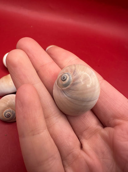Processed Whale’s Eye Moon Snail Shells showing natural spiral patterns and soft cream, tan, and brown tones