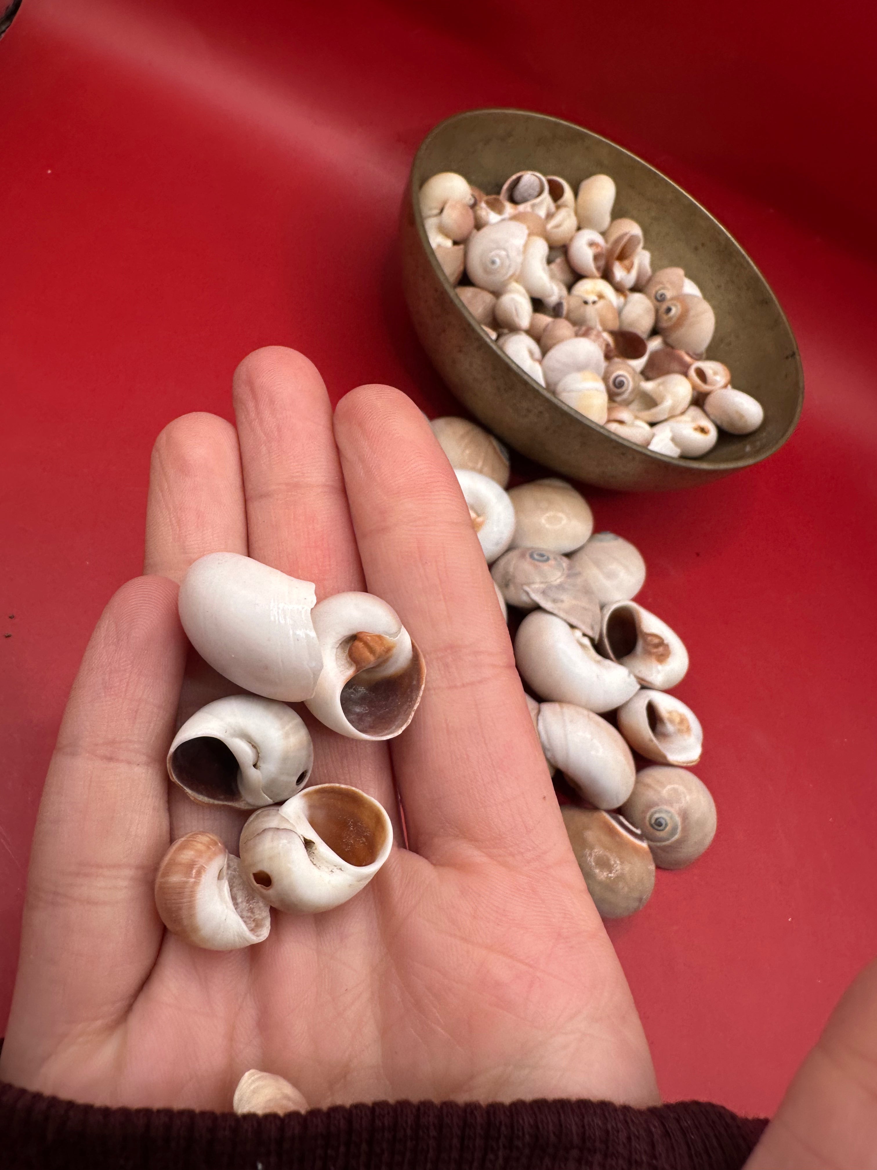 Processed Whale’s Eye Moon Snail Shells showing natural spiral patterns and soft cream, tan, and brown tones
