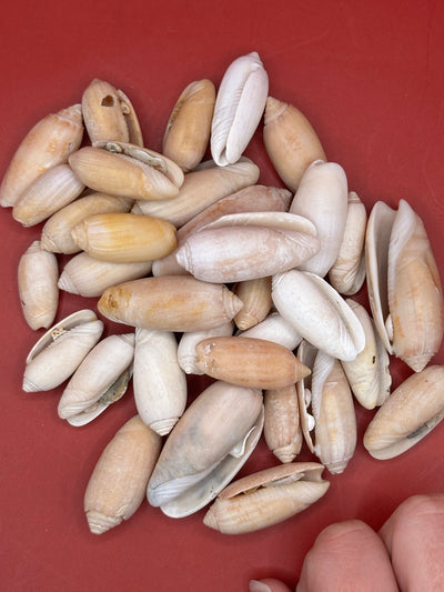Bulk Olive Shells (Olividae) in natural cream and tan tones, beach-weathered and ready for crafting