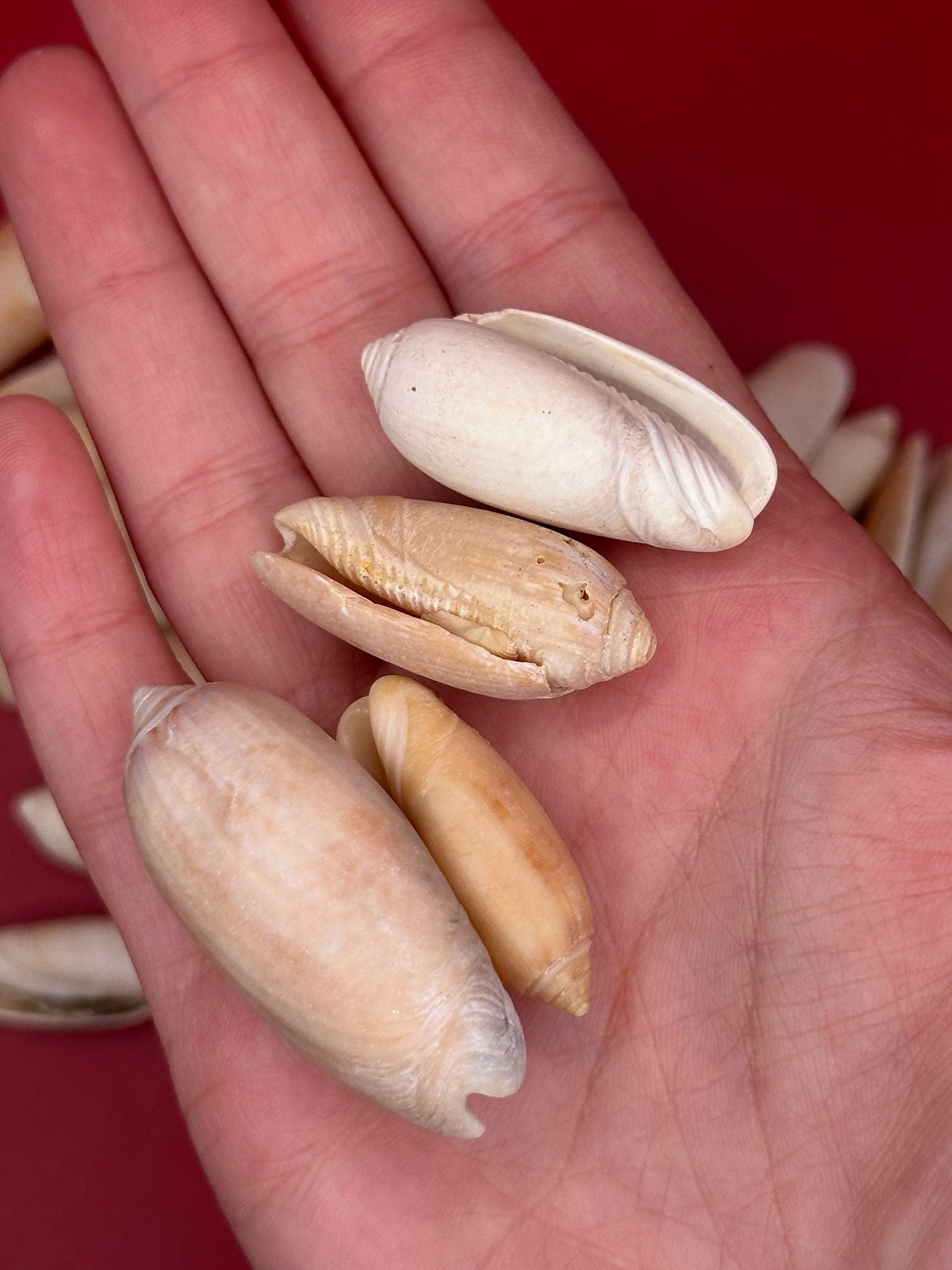 Bulk Olive Shells (Olividae) in natural cream and tan tones, beach-weathered and ready for crafting
