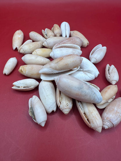 Bulk Olive Shells (Olividae) in natural cream and tan tones, beach-weathered and ready for crafting