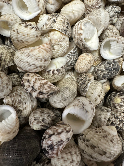 Mixed Nerita shells in black, white, cream, and brown tones with speckled and banded patterns