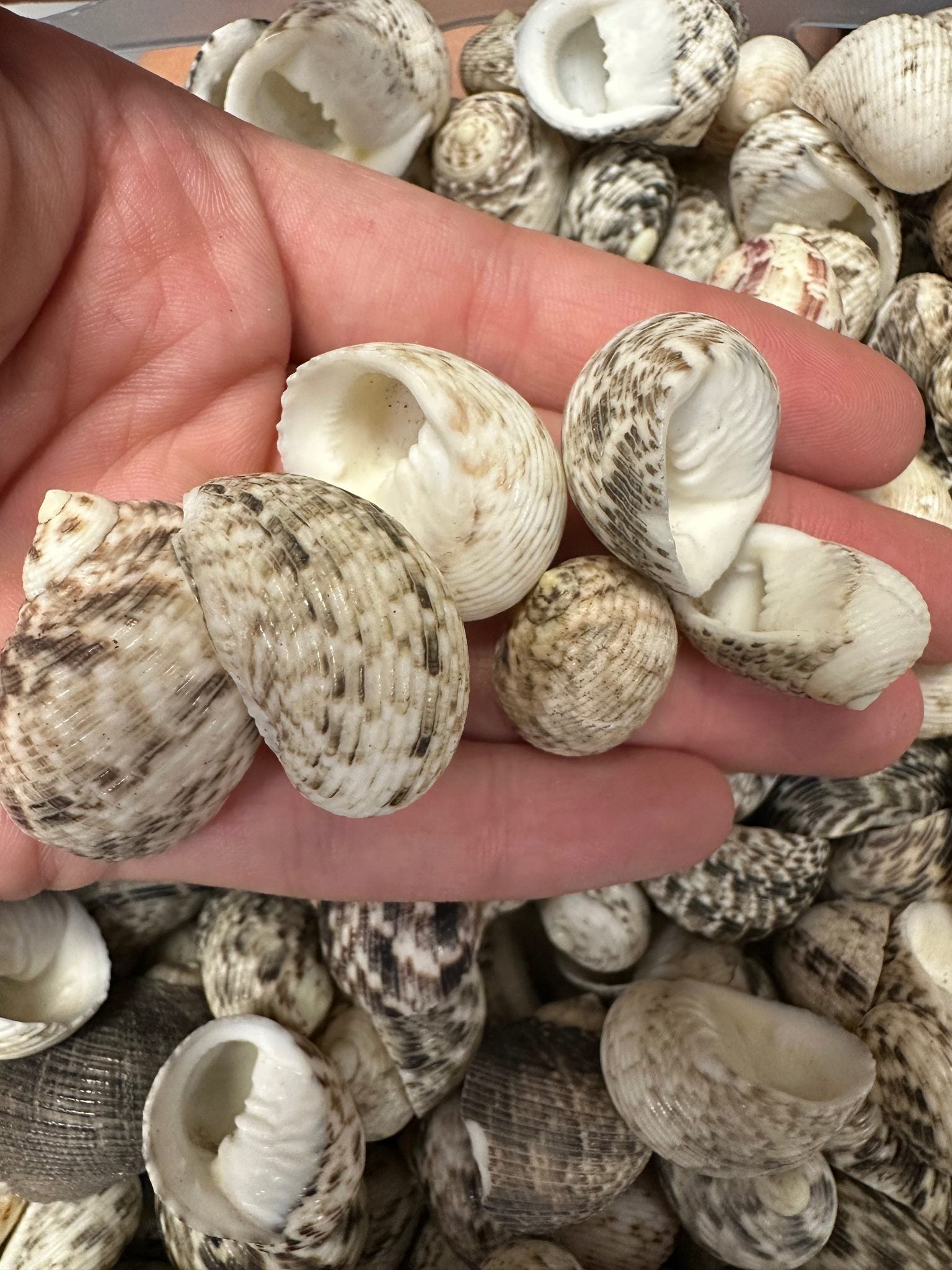Mixed Nerita shells in black, white, cream, and brown tones with speckled and banded patterns