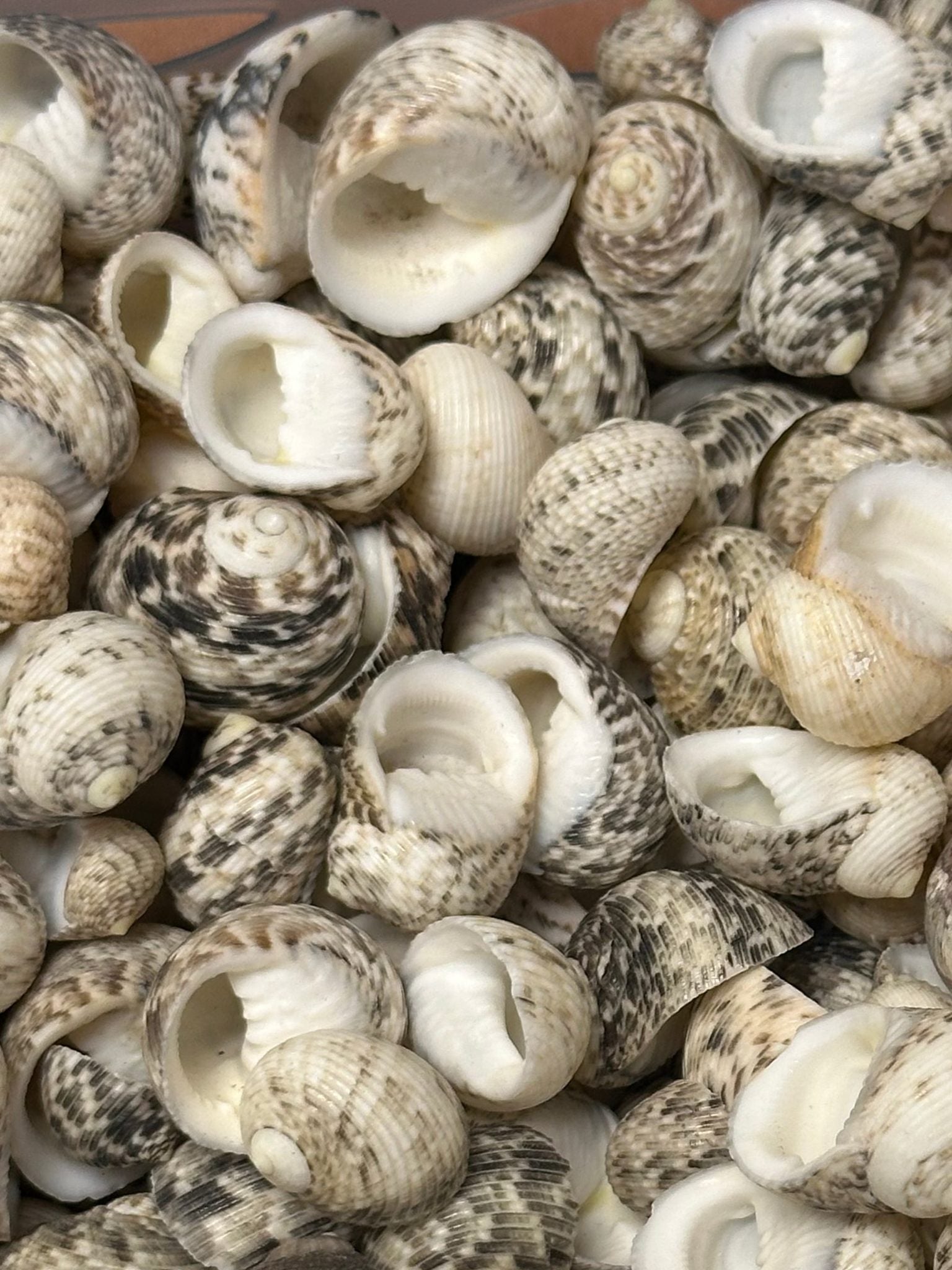 Mixed Nerita shells in black, white, cream, and brown tones with speckled and banded patterns