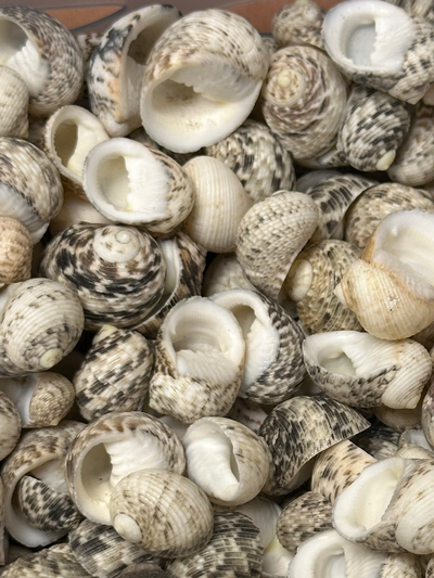 Mixed Nerita shells in black, white, cream, and brown tones with speckled and banded patterns