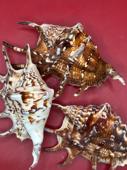 Common Spider Shell Lambis lambis 5–6 inches dark variety with elongated spines and brown cream pattern