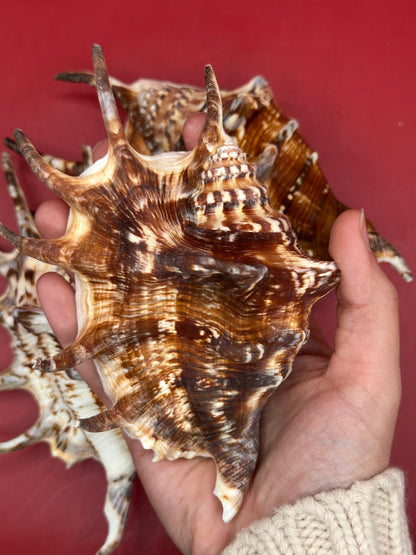 Common Spider Shell Lambis lambis 5–6 inches dark variety with elongated spines and brown cream pattern