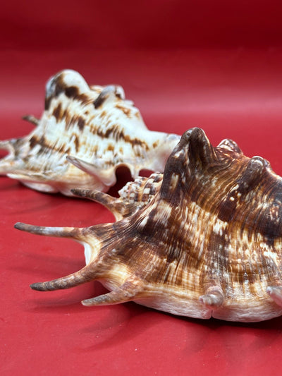 Common Spider Shell Lambis lambis 5–6 inches dark variety with elongated spines and brown cream pattern