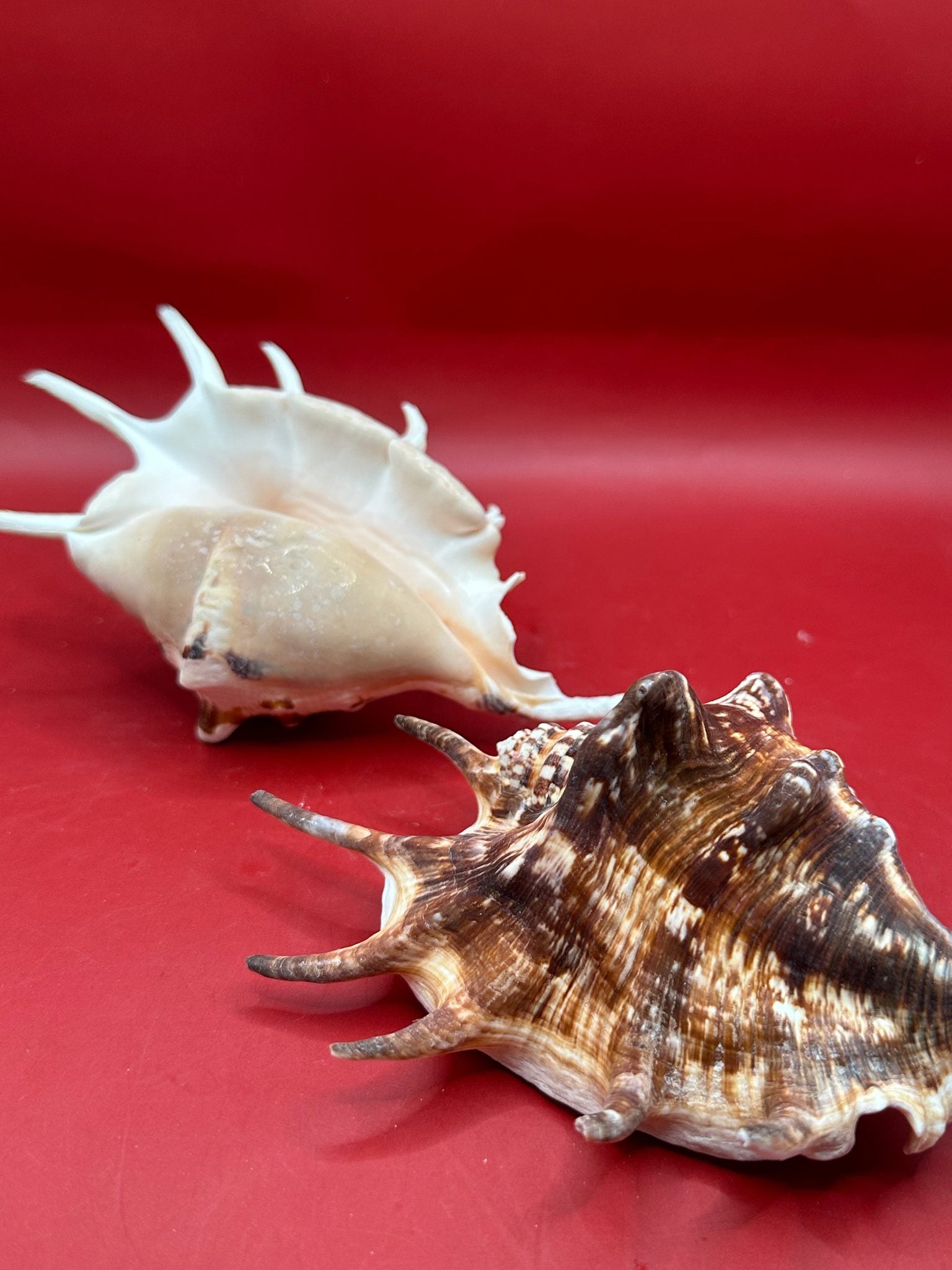 Common Spider Shell Lambis lambis 5–6 inches dark variety with elongated spines and brown cream pattern