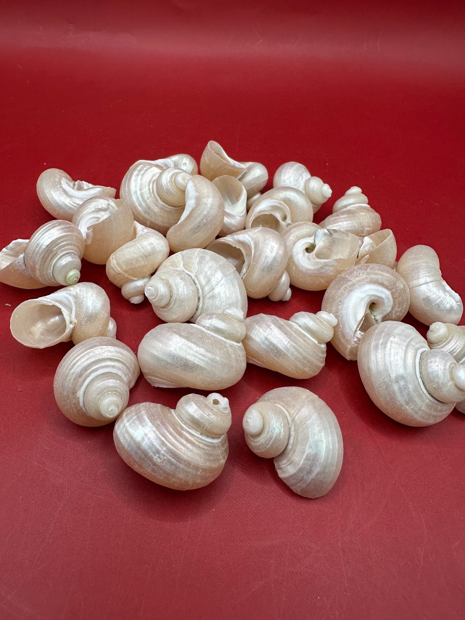 Bulk Pearl Jade Turbo Shells showing pearly iridescent interiors for crafts and decor