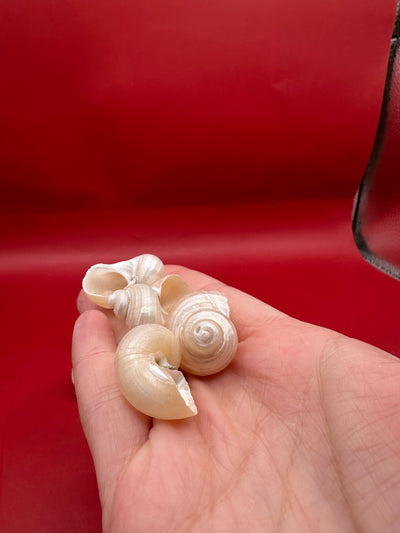 Bulk Pearl Jade Turbo Shells showing pearly iridescent interiors for crafts and decor