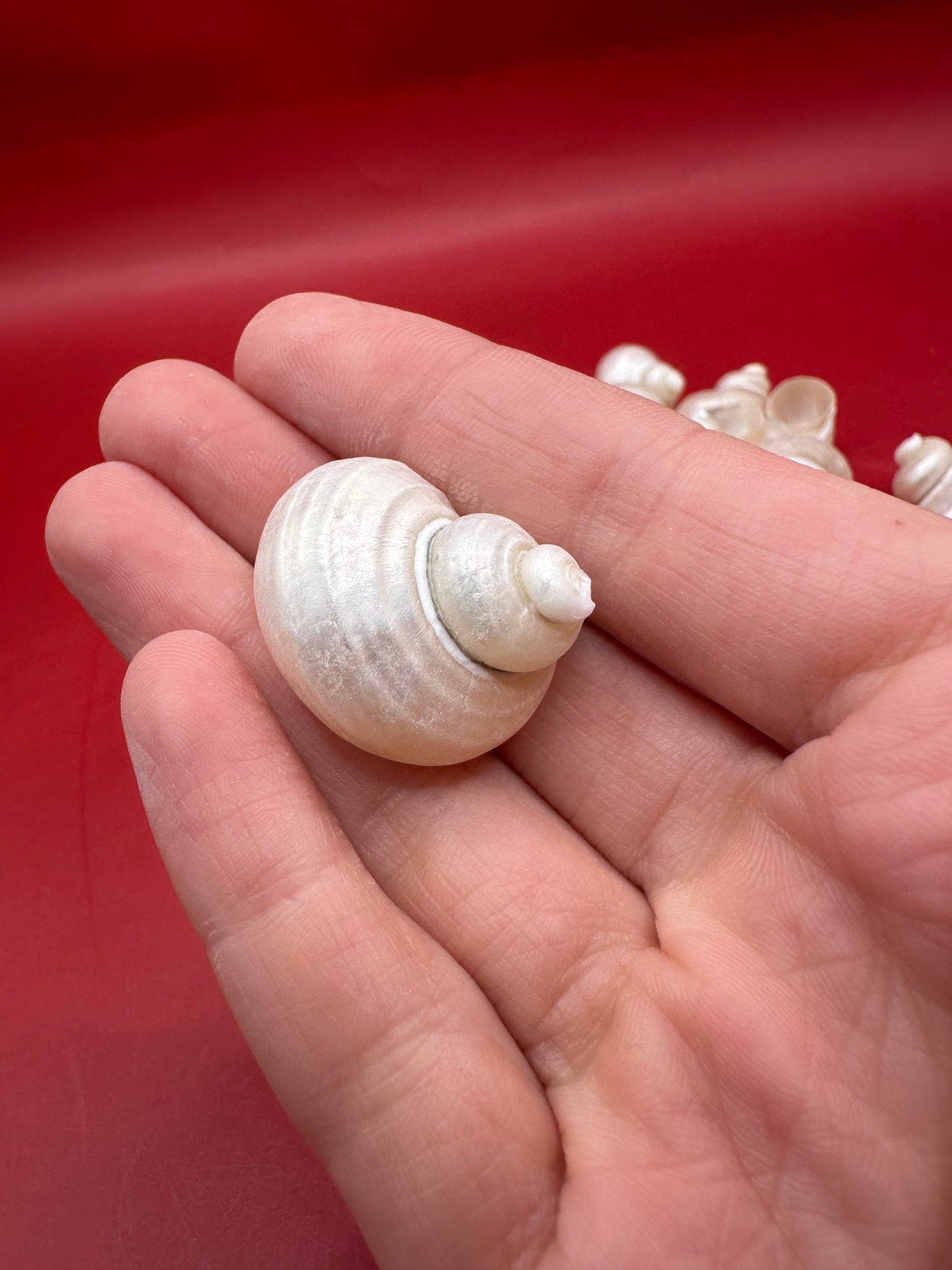 Bulk Pearl Jade Turbo Shells showing pearly iridescent interiors for crafts and decor