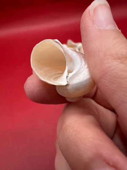 Bulk Pearl Jade Turbo Shells showing pearly iridescent interiors for crafts and decor