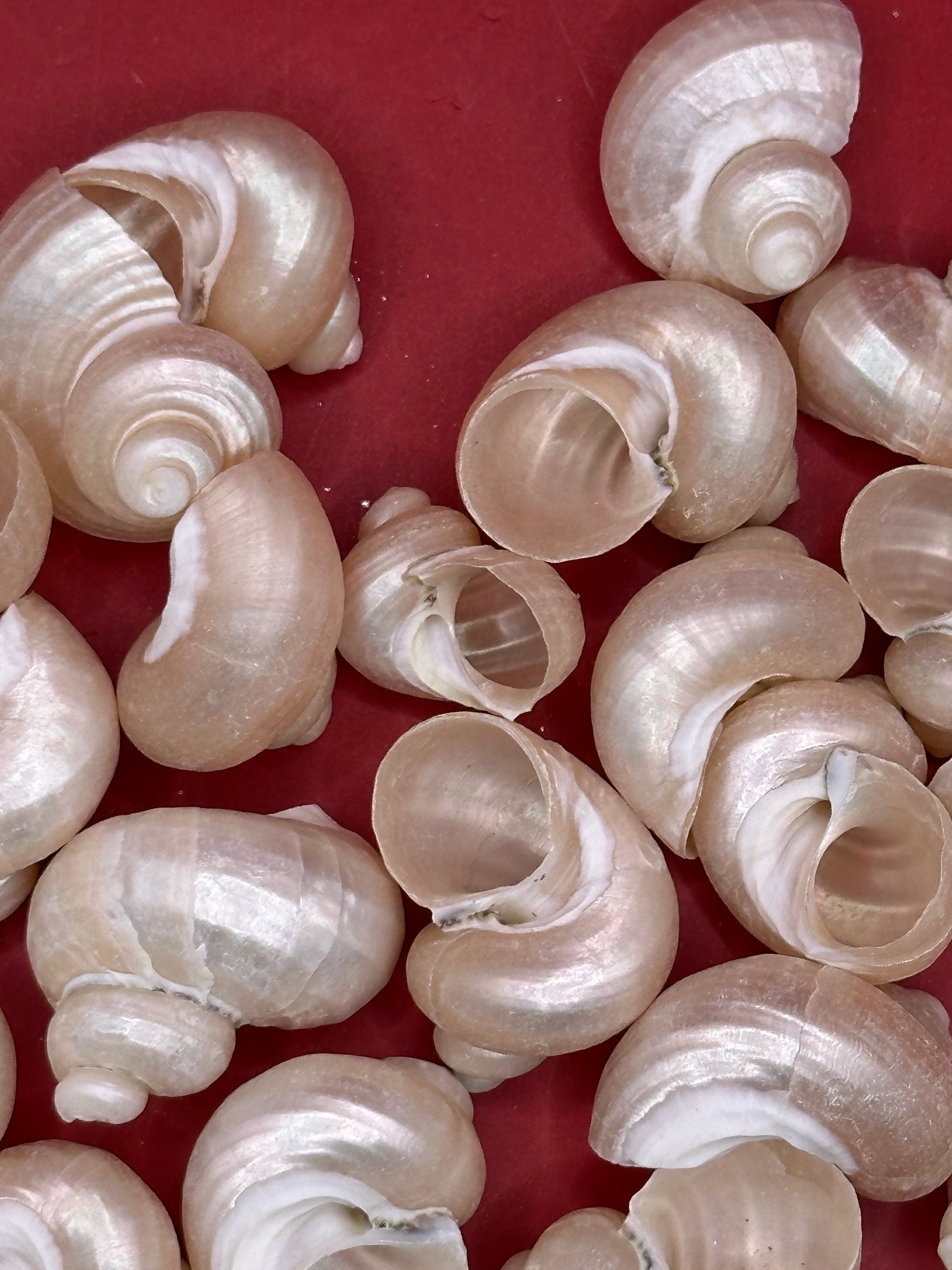 Bulk Pearl Jade Turbo Shells showing pearly iridescent interiors for crafts and decor