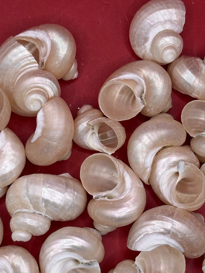 Bulk Pearl Jade Turbo Shells showing pearly iridescent interiors for crafts and decor