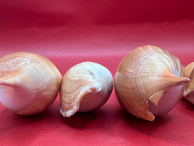 Natural Arabian Tibia spindle shells in tan and brown tones, 3 to 5 inches, arranged for crafting and coastal decor