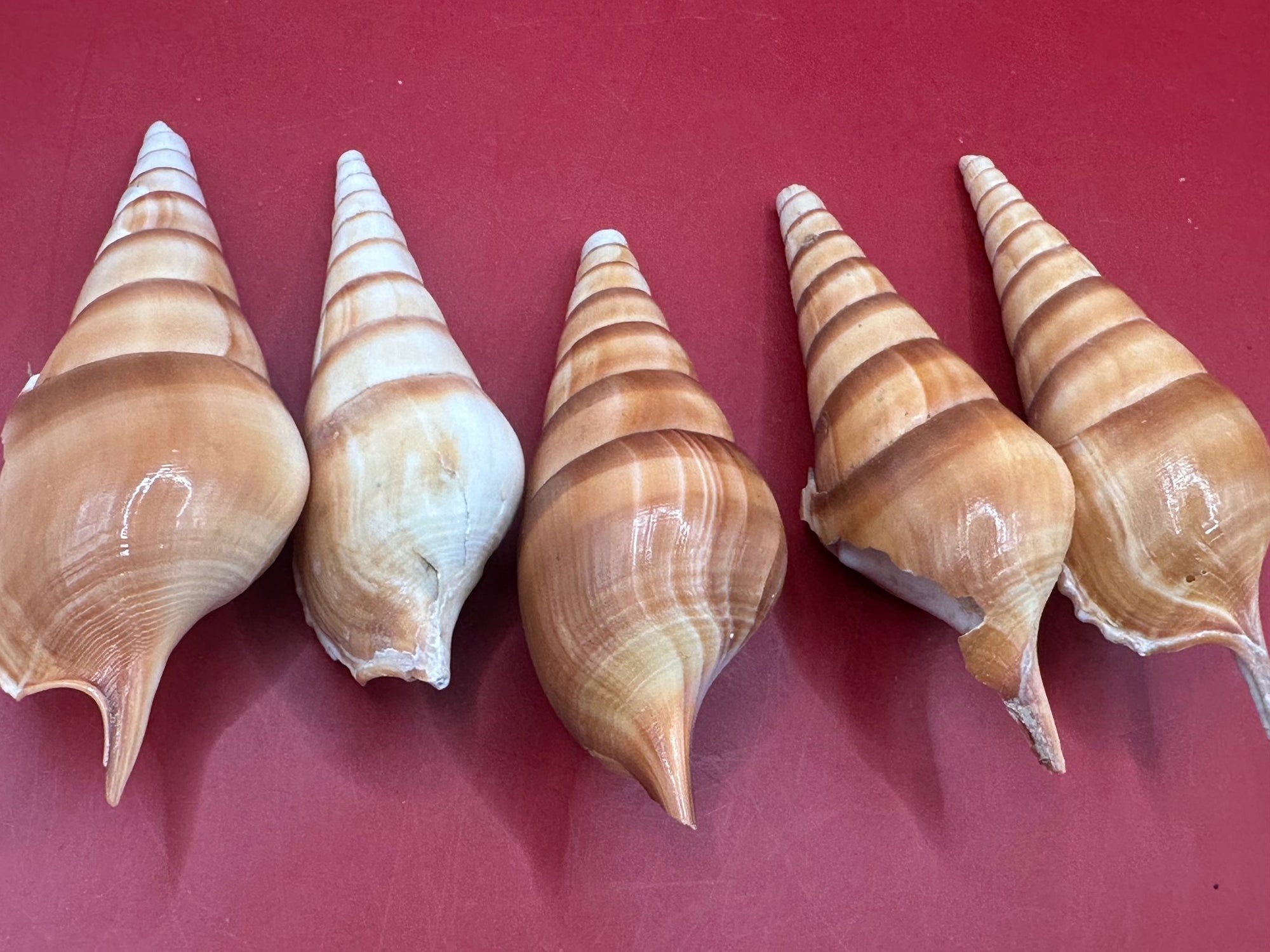 Natural Arabian Tibia spindle shells in tan and brown tones, 3 to 5 inches, arranged for crafting and coastal decor