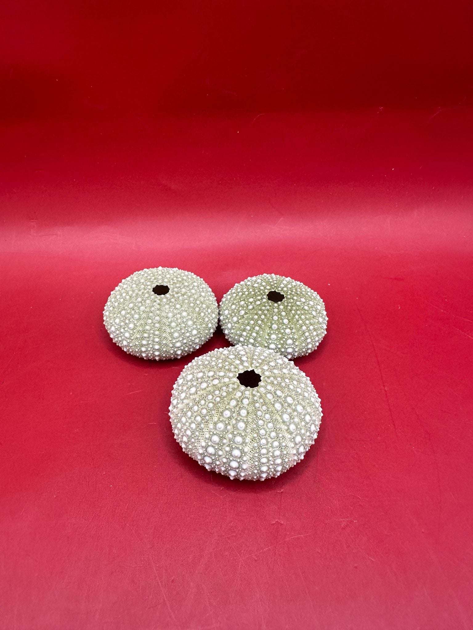 Mexican Green Urchin shell Lytechinus variegatus natural marine specimen in green and cream tones