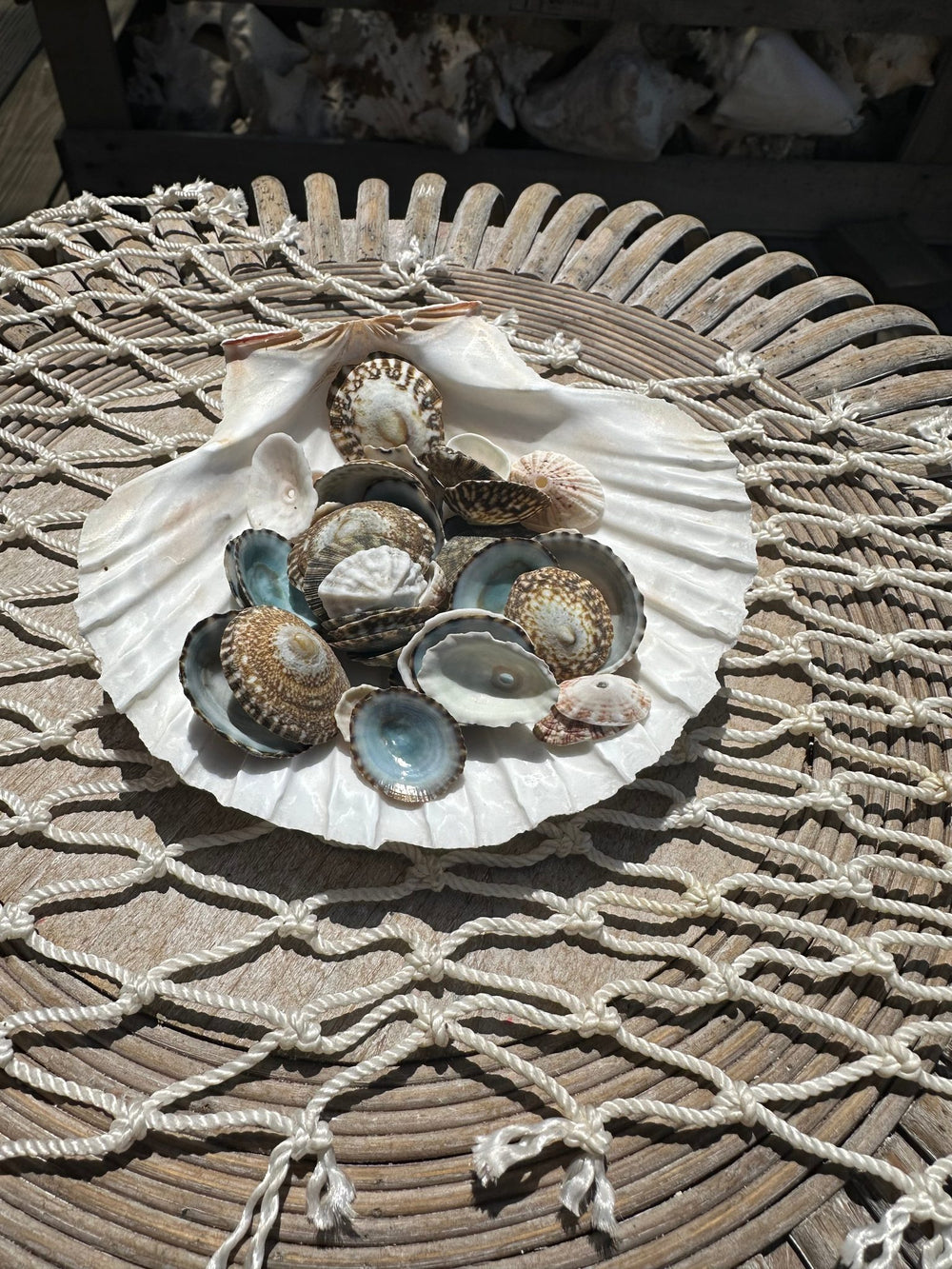 Mixed small limpet shells in natural colors for crafting and coastal decor
