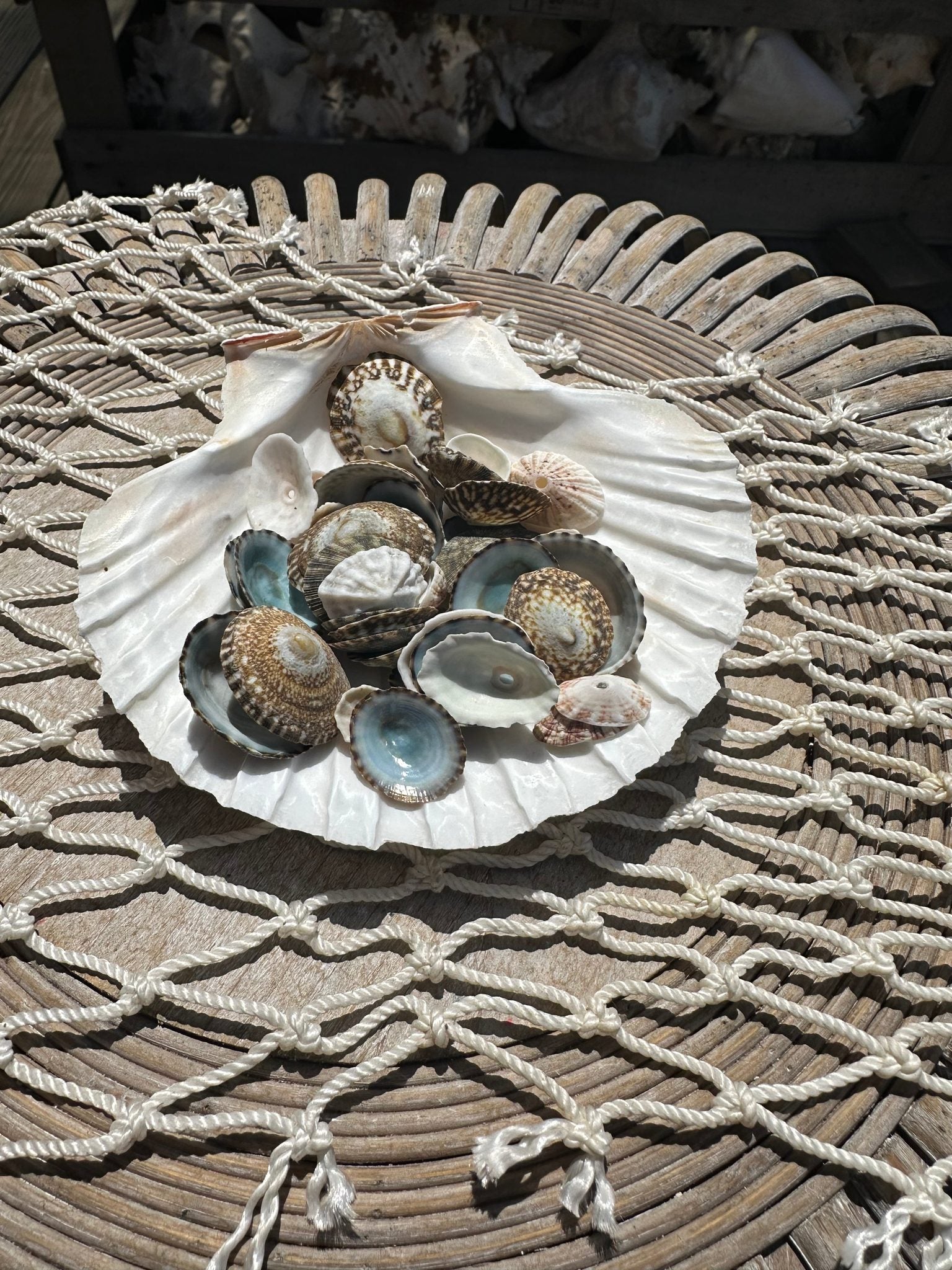 Mixed small limpet shells in natural colors for crafting and coastal decor