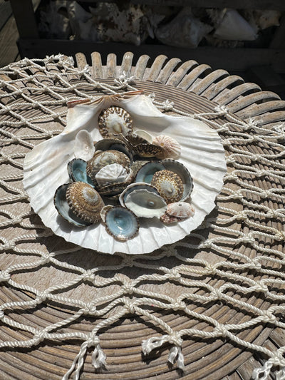 Mixed small limpet shells in natural colors for crafting and coastal decor