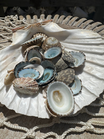 Mixed small limpet shells in natural colors for crafting and coastal decor