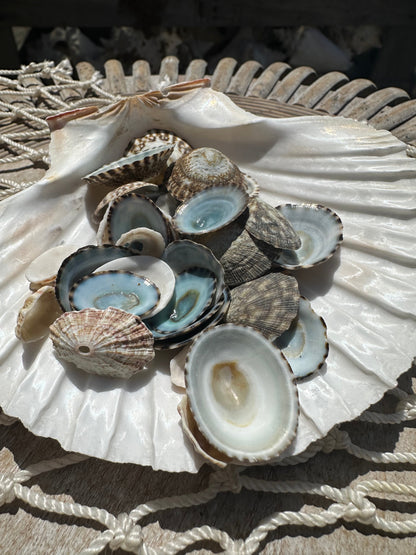 Mixed small limpet shells in natural colors for crafting and coastal decor