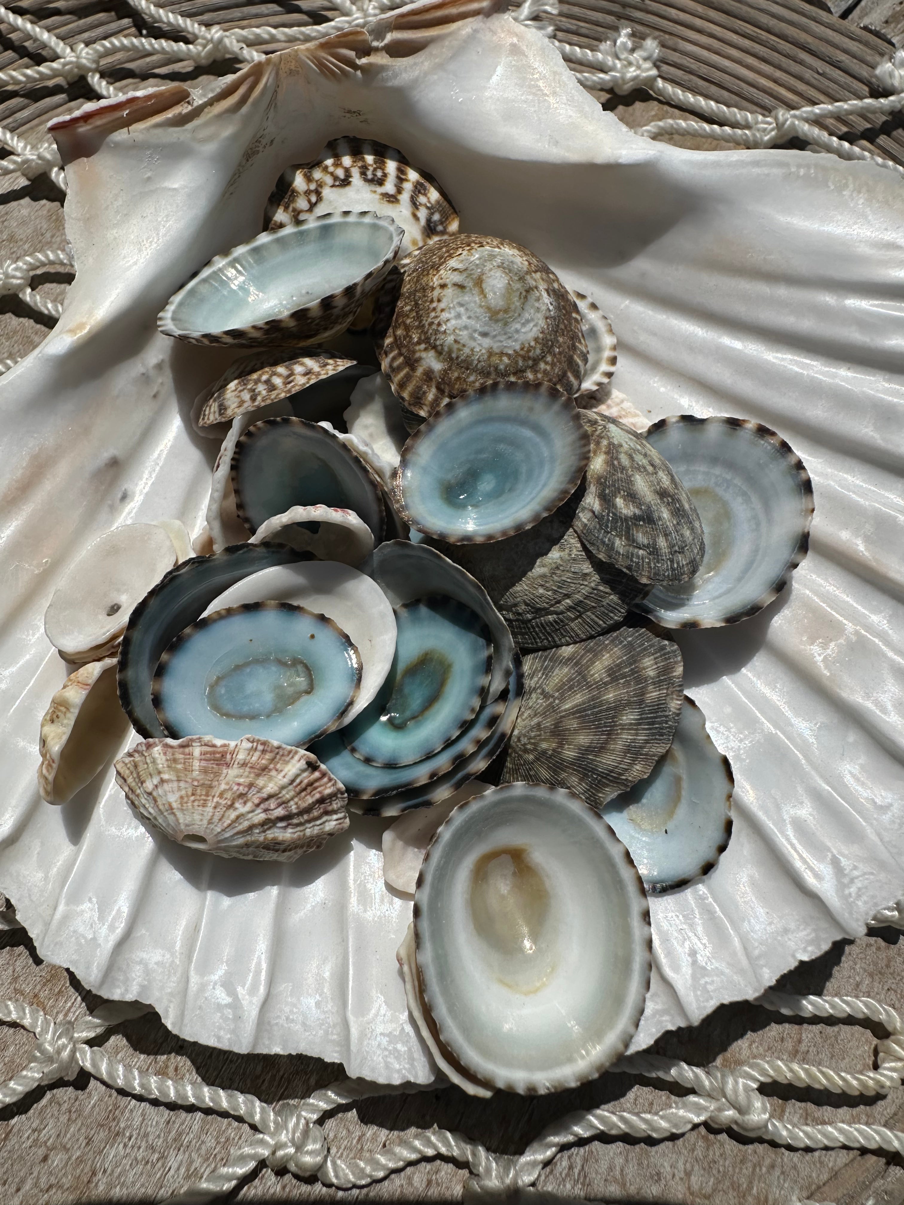Mixed small limpet shells in natural colors for crafting and coastal decor