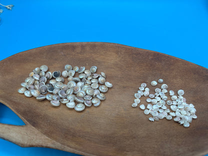 Bulk pearl umbonium button snail shells with natural pearly spiral finish for crafts