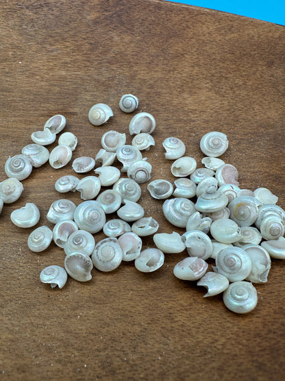 Bulk pearl umbonium button snail shells with natural pearly spiral finish for crafts