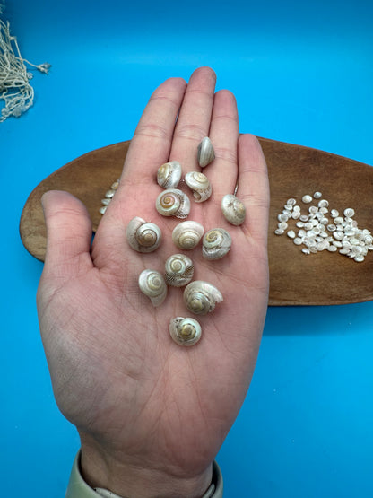 Bulk pearl umbonium button snail shells with natural pearly spiral finish for crafts