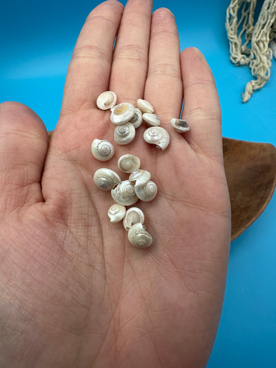Bulk pearl umbonium button snail shells with natural pearly spiral finish for crafts