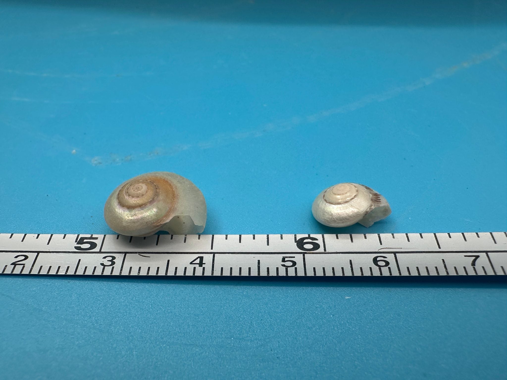 Bulk pearl umbonium button snail shells with natural pearly spiral finish for crafts