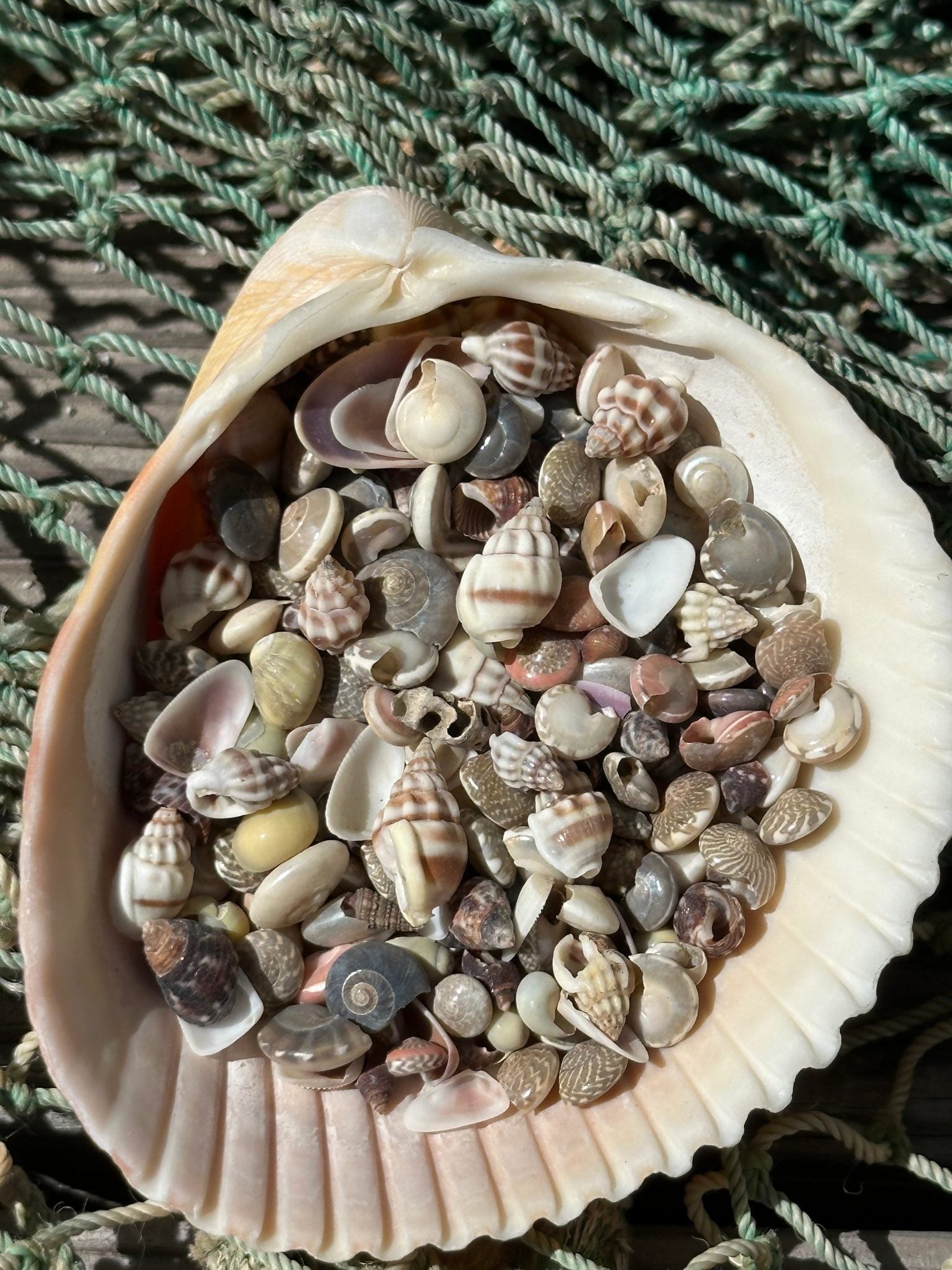 Bulk mix of tiny natural shells for crafting and resin art