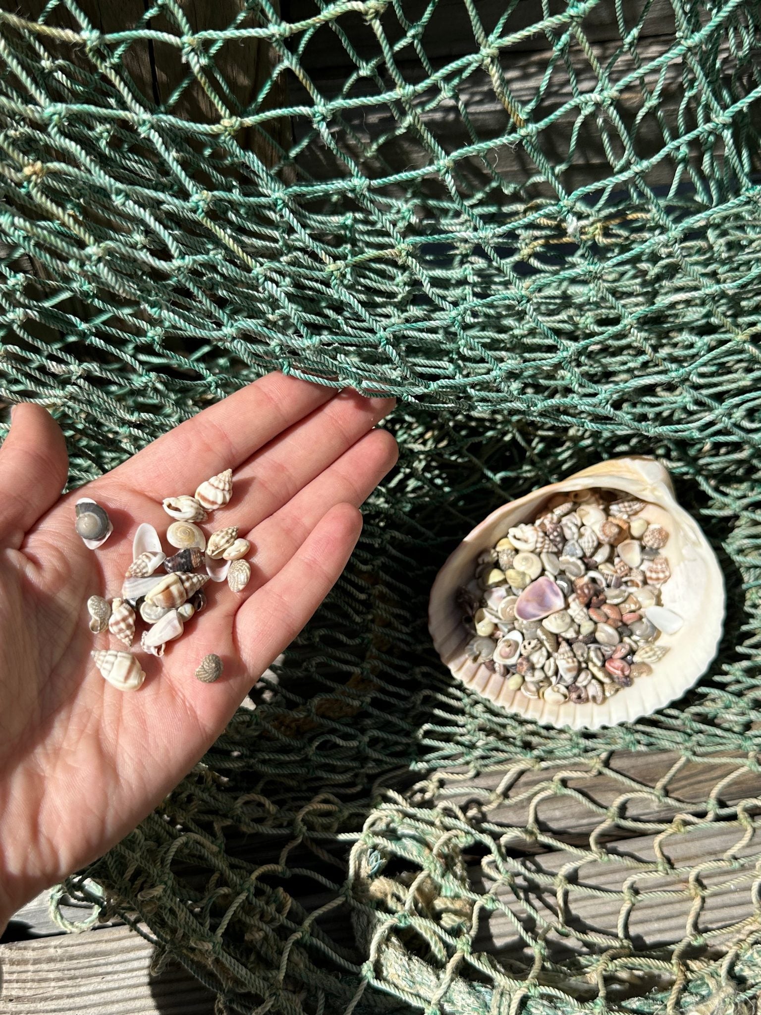 Bulk mix of tiny natural shells for crafting and resin art