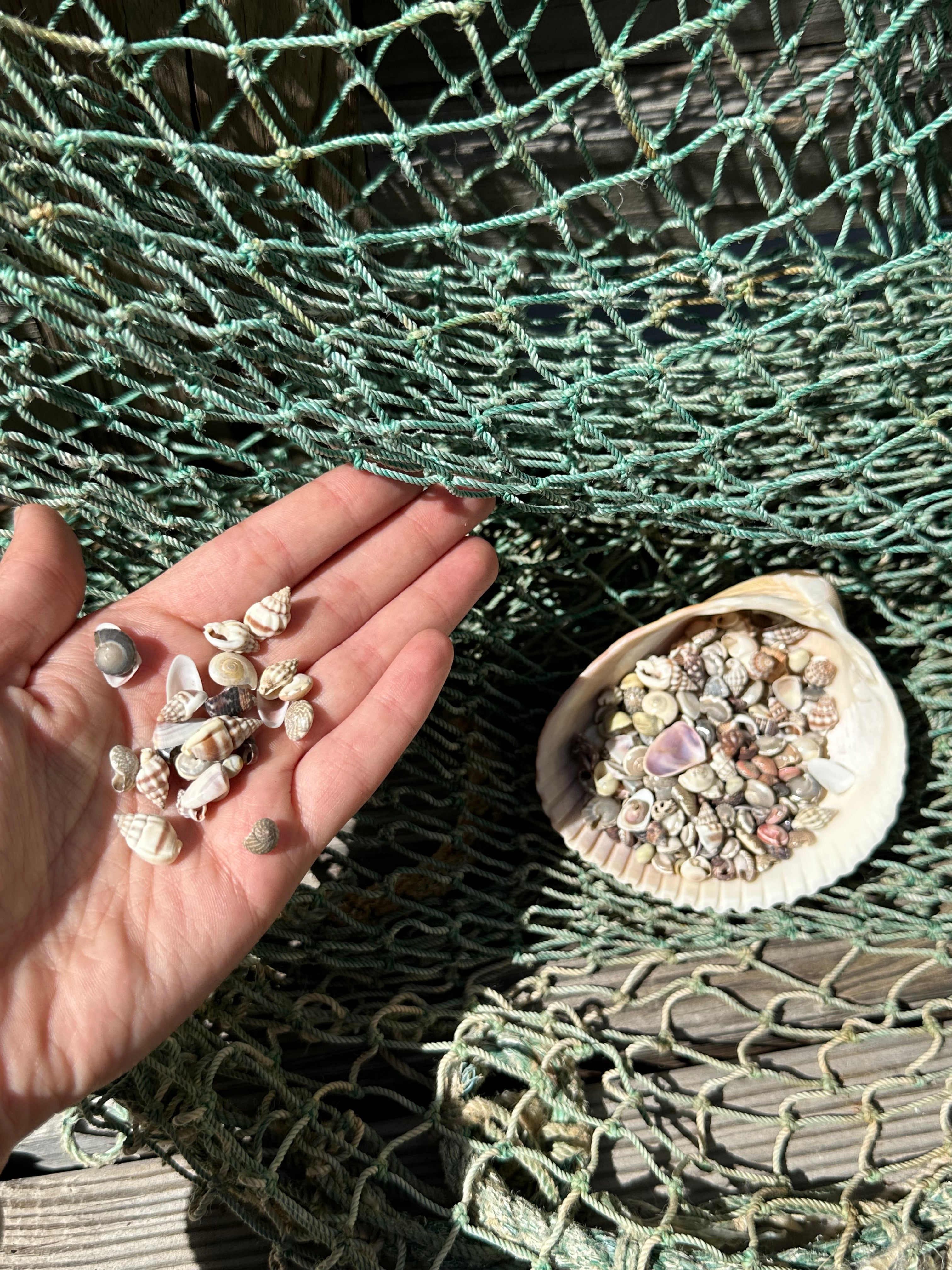 Bulk mix of tiny natural shells for crafting and resin art