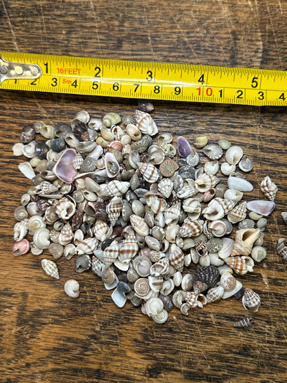 Bulk mix of tiny natural shells for crafting and resin art