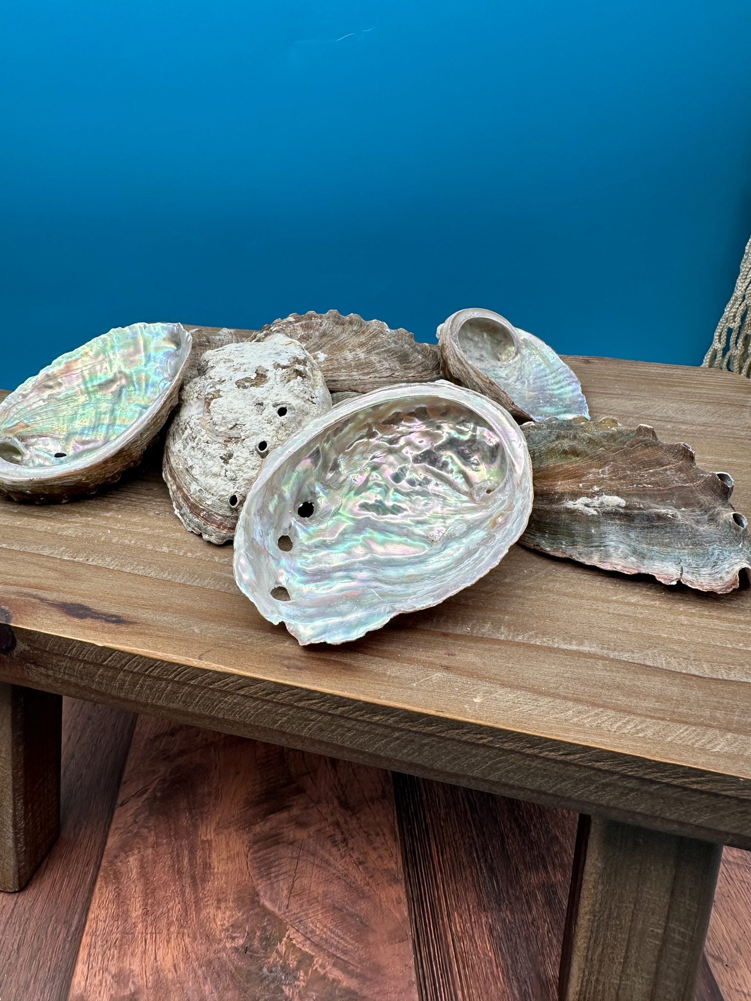 Natural raw abalone shells with colorful iridescent interiors in blue, green, silver, and pearl shades