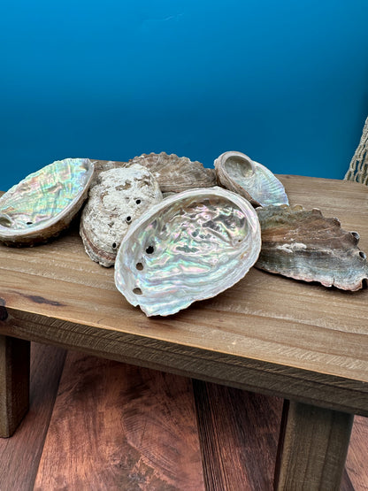 Natural raw abalone shells with colorful iridescent interiors in blue, green, silver, and pearl shades
