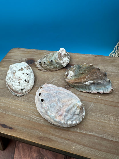 Natural raw abalone shells with colorful iridescent interiors in blue, green, silver, and pearl shades