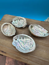 Natural raw abalone shells with colorful iridescent interiors in blue, green, silver, and pearl shades